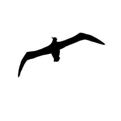 Albatross Aerial